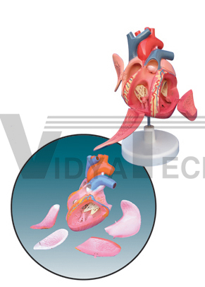 The model of heart conducting system